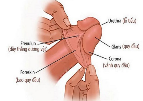 Địa chỉ cắt bao quy đầu uy tín tại Thái Nguyên