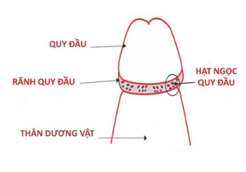 Hình ảnh rãnh bao quy đầu bình thường và bất thường